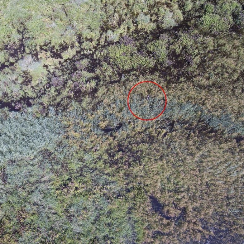 drone image illustrating aerial perspective of vegetation