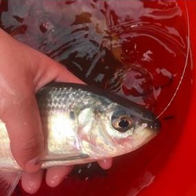 fish with radio transmitter