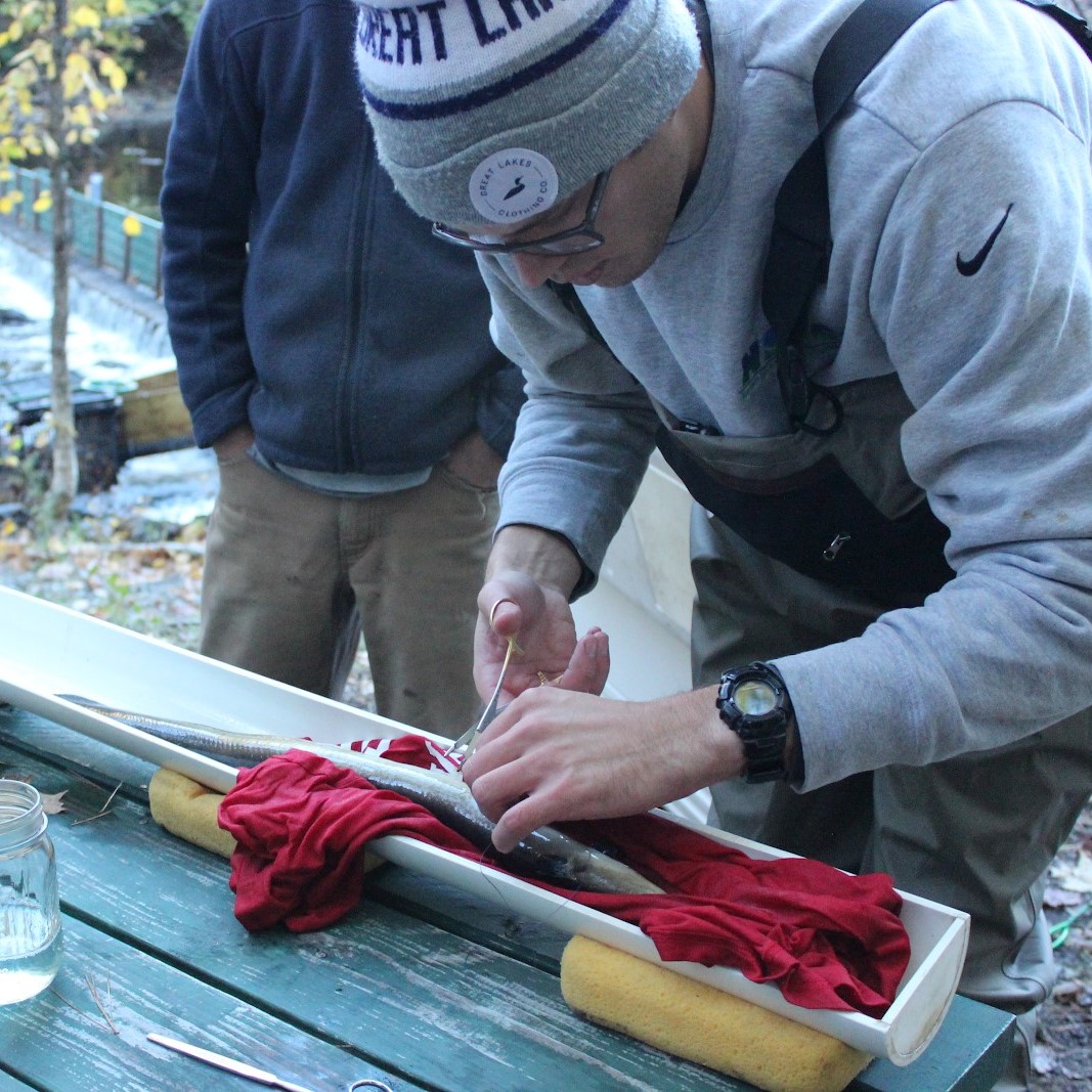 Matthew Mensinger surgically implants an acoustic tag into an eel